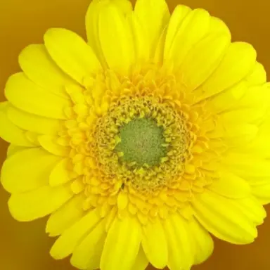 Profile image of 각별