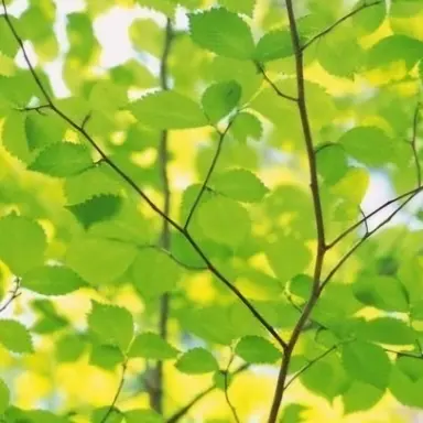 Profile image of 공룡