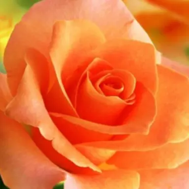 Profile image of 덕개