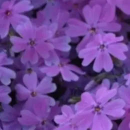 Profile image of 수현