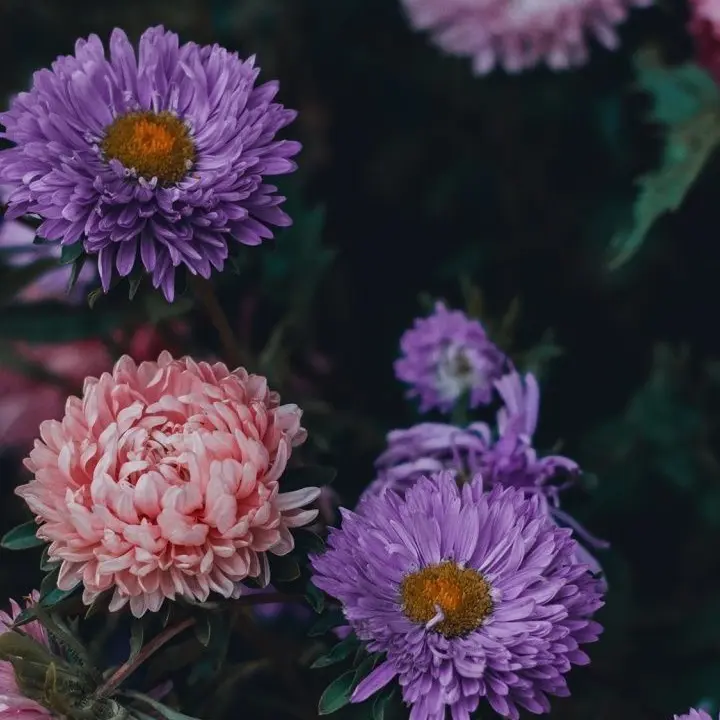 Tukasaki__의 渡会雲雀