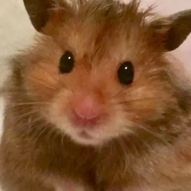 Profile image of サンウォン