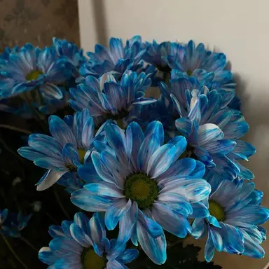 Profile image of 스즈키 레이코