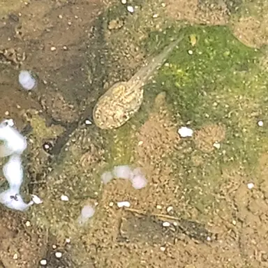 Profile image of 올챙이