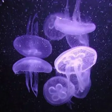 Profile image of 星導