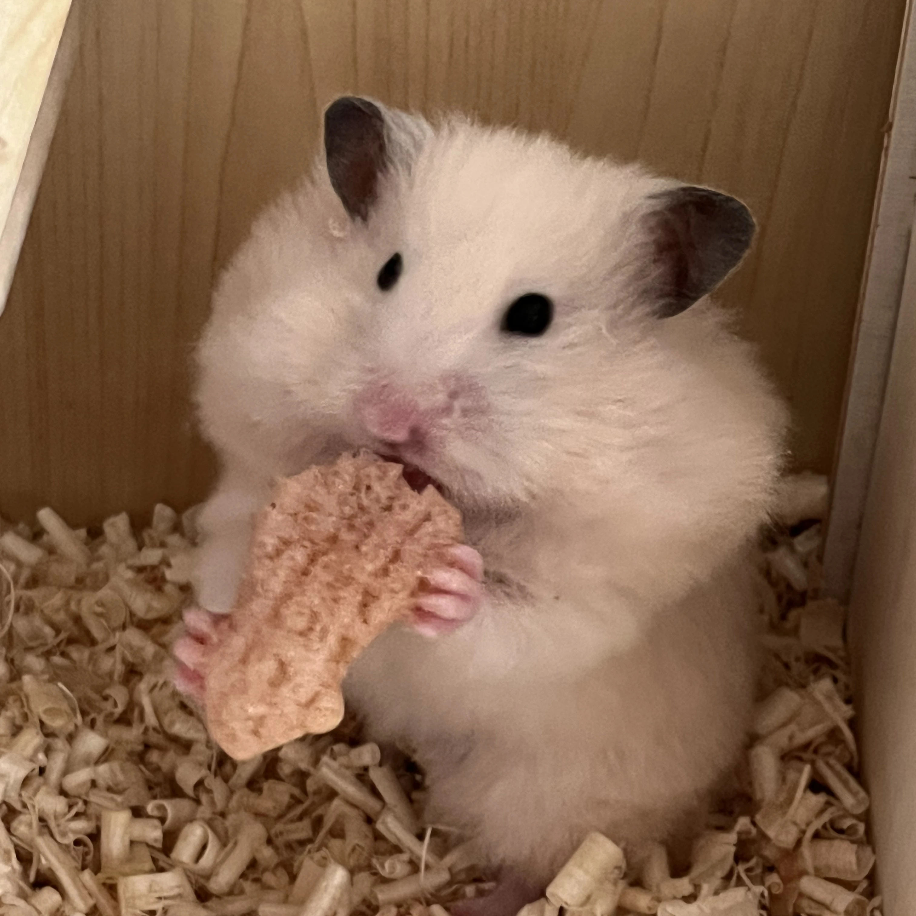햄스터