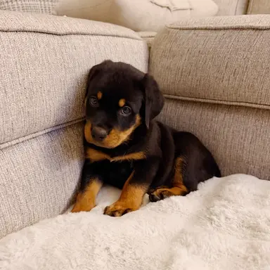 Profile image of Mochi