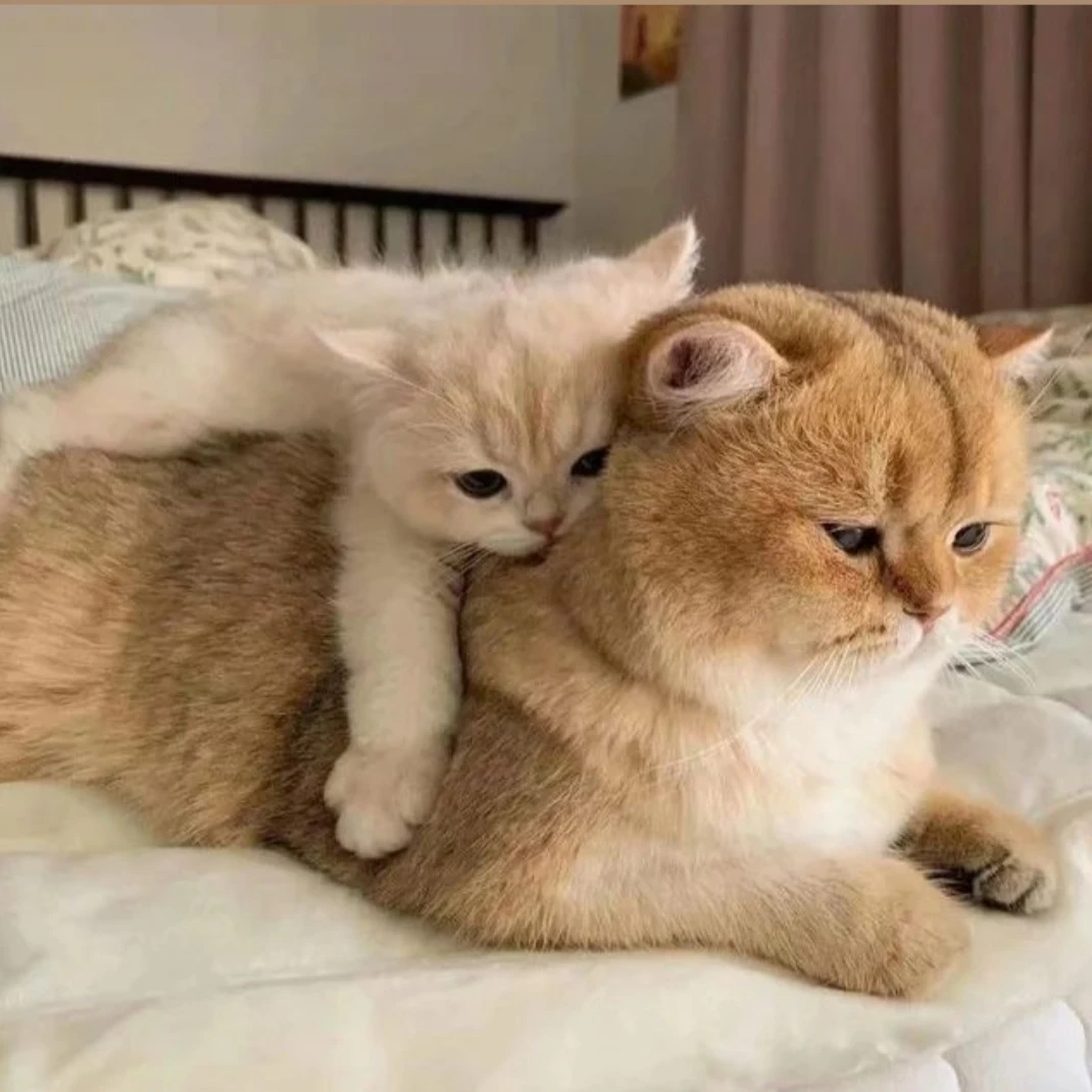 테로