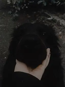 Profile image of Sirius Black