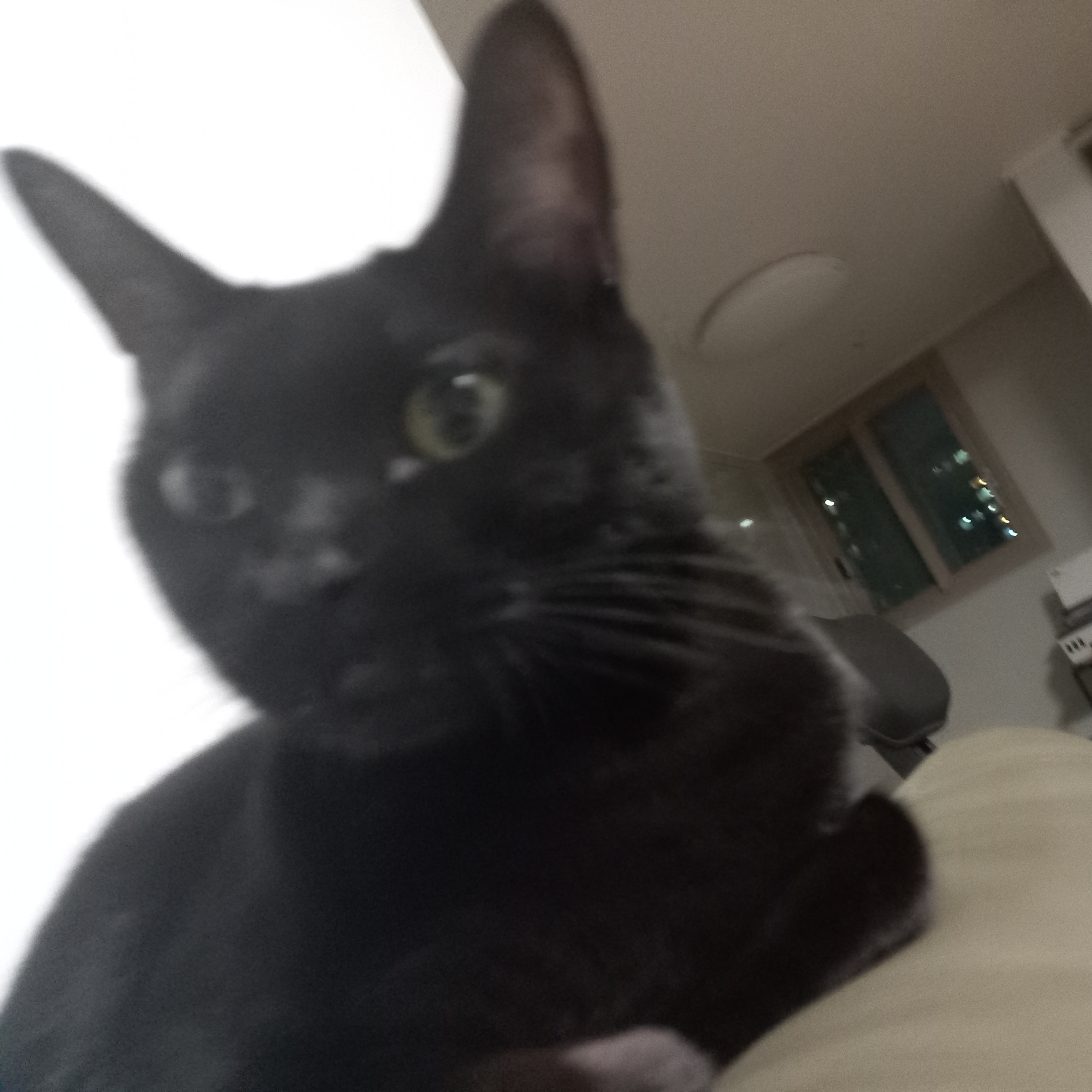 고양이 대표 이미지