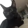 Profile image of 고양이