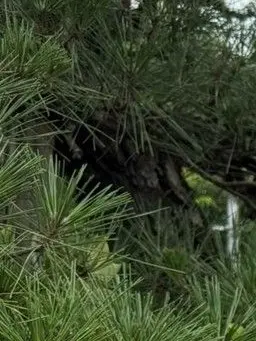 Kaiya358의 OUTLASTパロです。