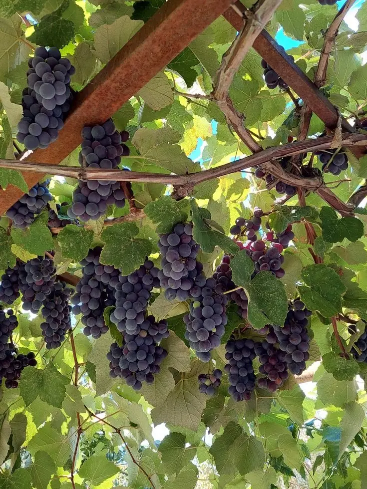 Omm_oun의 Sour Grapes and the Fox