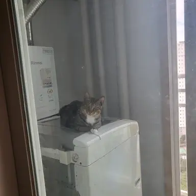 Profile image of 잠뜰