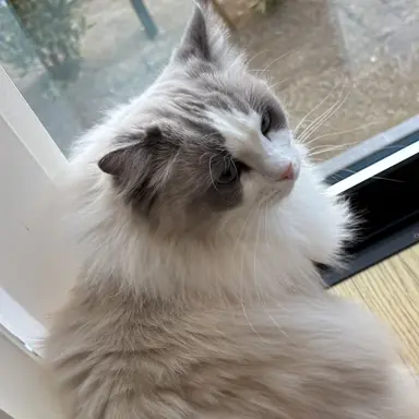 Profile image of ブリ子