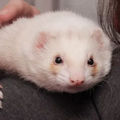 Profile image of フェト
