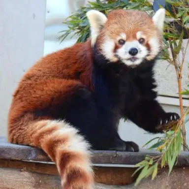 Profile image of 楓