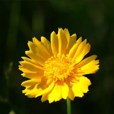 Profile image of 최서아