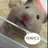 햄스터