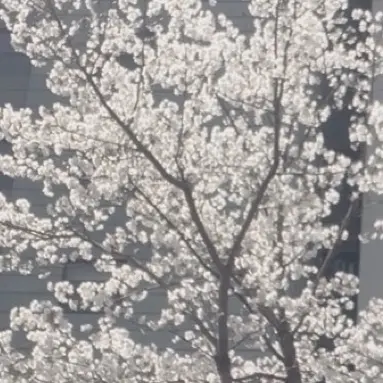 Ppyyrr의 미수반 매화꽃 필 무렵