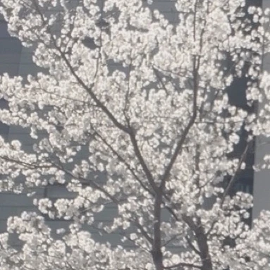 미수반 매화꽃필무렵