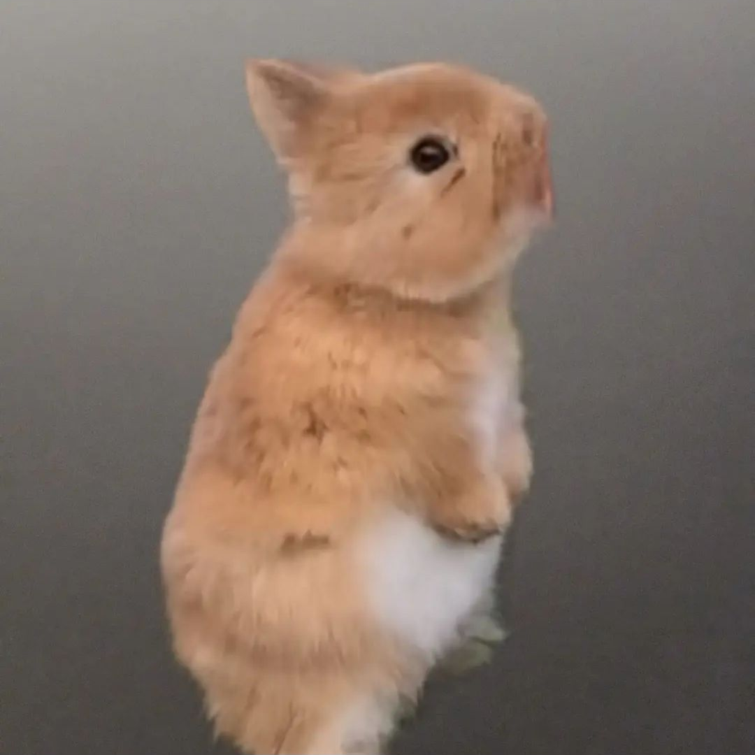 꺙꺙이 키우기 대표 이미지