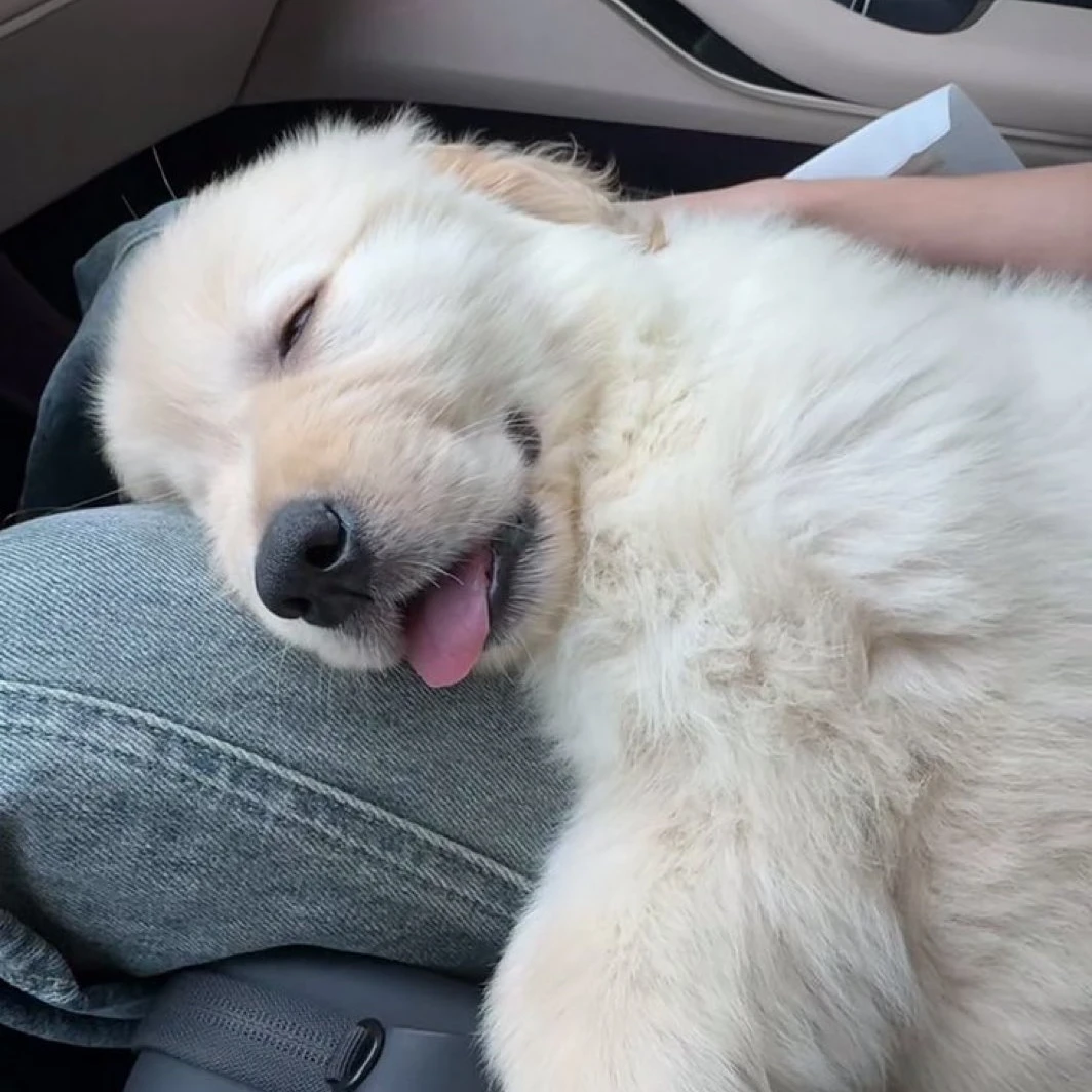 둥둥이