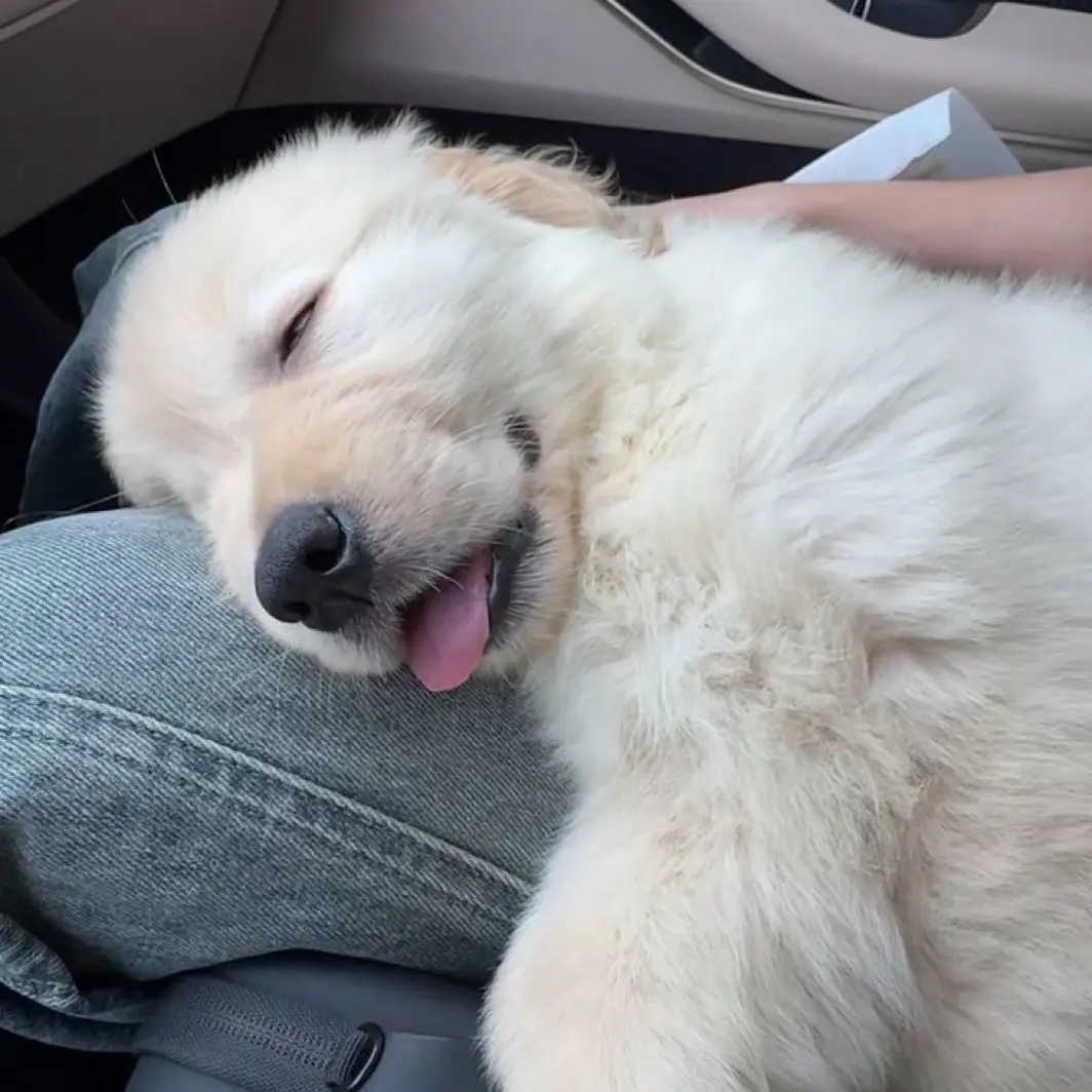WearyPiano6981의 귀염둥이 강아지