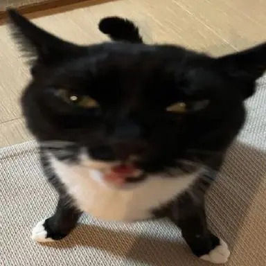 Profile image of 야옹이