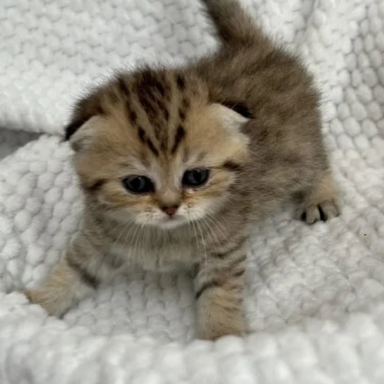 아기 고양이