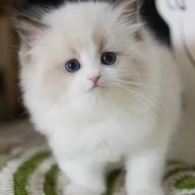 Profile image of 새끼 고양이