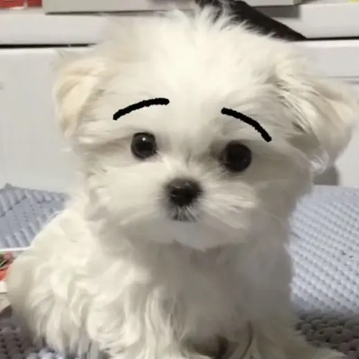 RobustCarp2530의 조강현