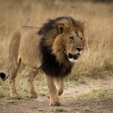 Profile image of 잠보