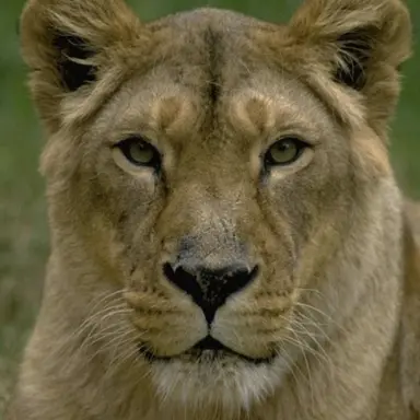 Profile image of 와니니