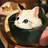 냥이