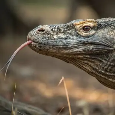 Profile image of コモドオオトカゲ