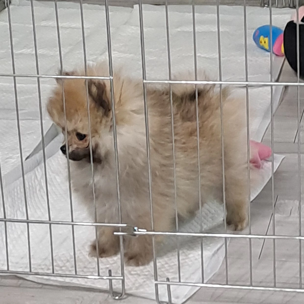 리바이 아커만