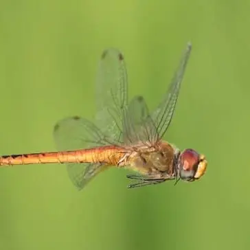 Profile image of 잠자리