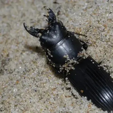 Profile image of 큰조롱박먼지벌래