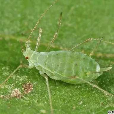 Profile image of 진딧물