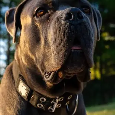Profile image of Rosco
