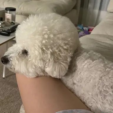 Profile image of 아이브 에스파가족