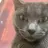 냥이
