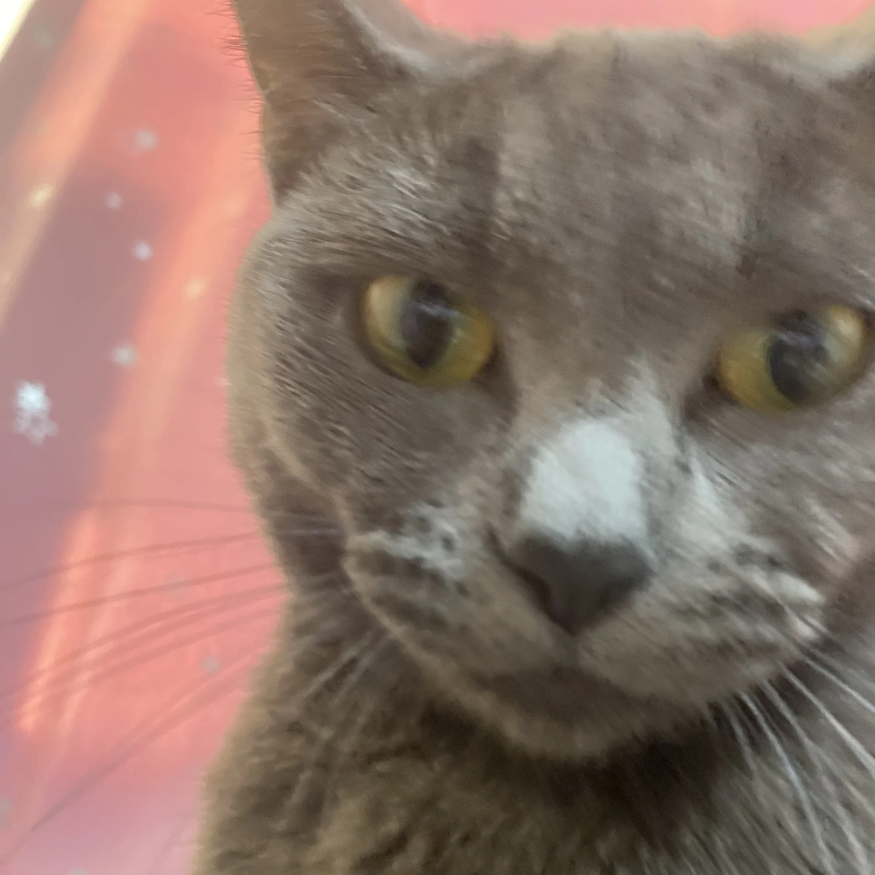 냥이