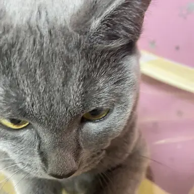 Profile image of 뭉냥이