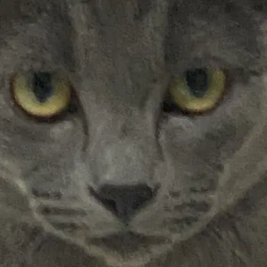 Profile image of 뭘꼬라봐냥이