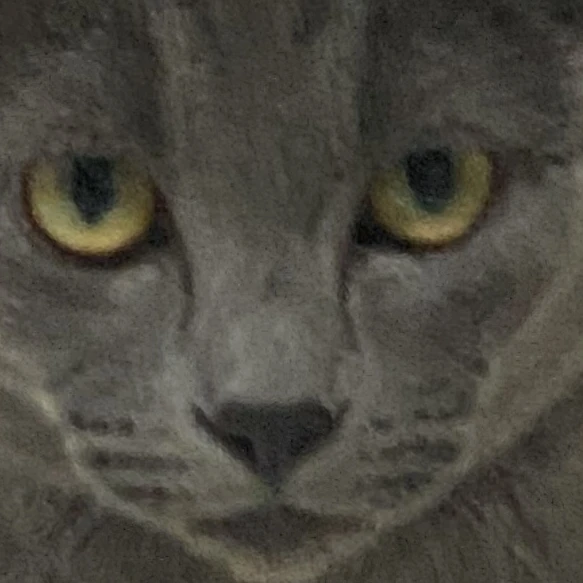 뭘꼬라봐냥이