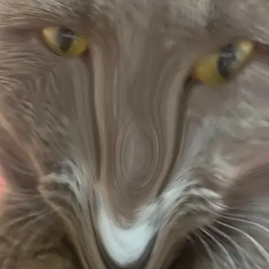 Profile image of 미친냥이