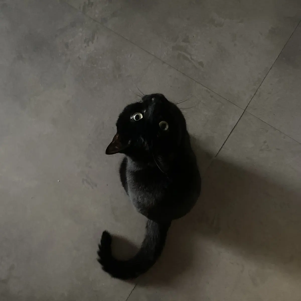 VitalInk061815의 ヤクザ。