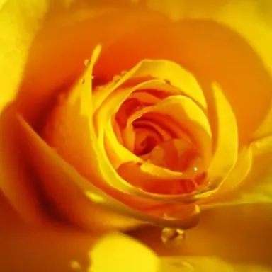 Profile image of 김각별